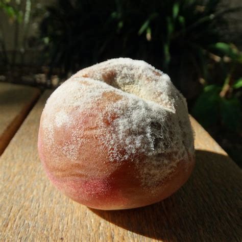 Rotten Peach.Public Domain